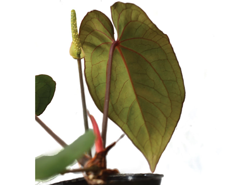Anthurium Eureka x Anthurium dressleri
