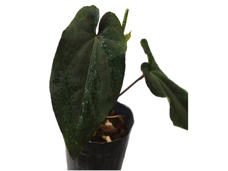 Anthurium Eureka x Anthurium dressleri