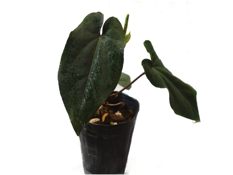 Anthurium Eureka x Anthurium dressleri