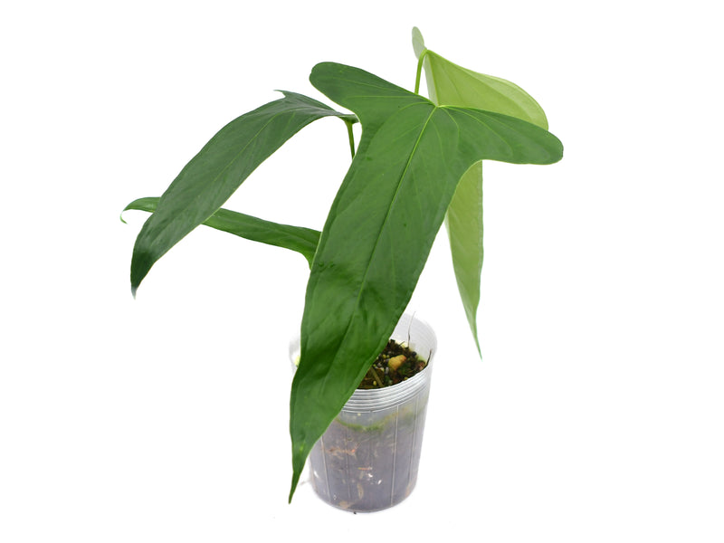 Anthurium falcatum Ecuagenera