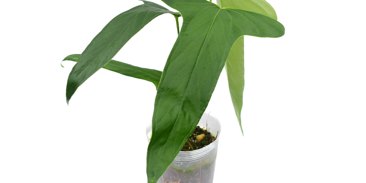 anthurium falcatum for sale Anthurium falcatum Ecuagenera