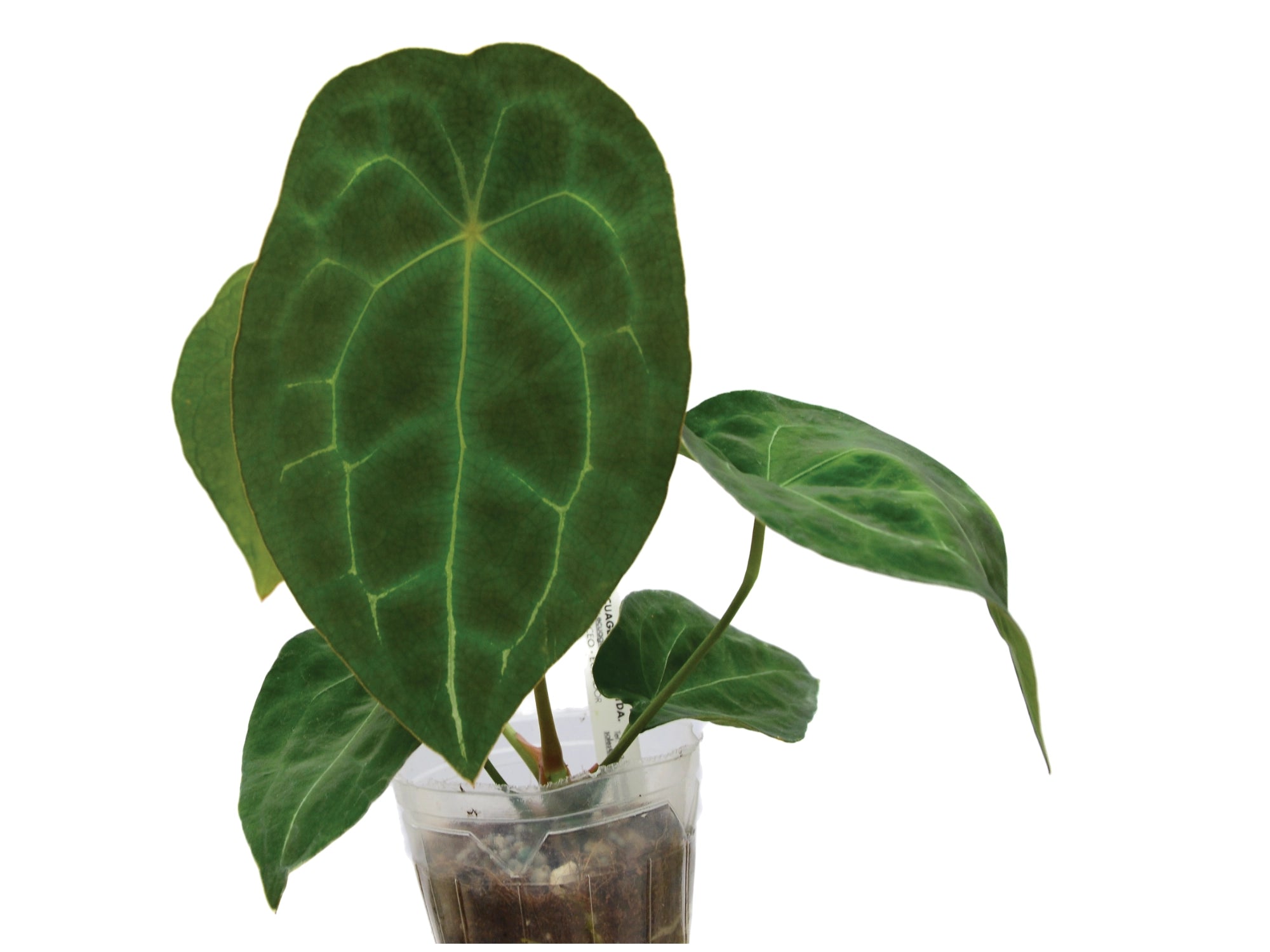 Anthurium forgetii — Ecuagenera Orquídeas del Ecuador