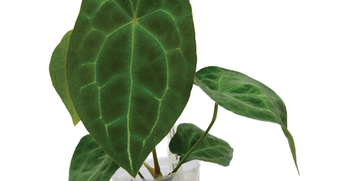 Anthurium forgetii — Ecuagenera Orquídeas del Ecuador