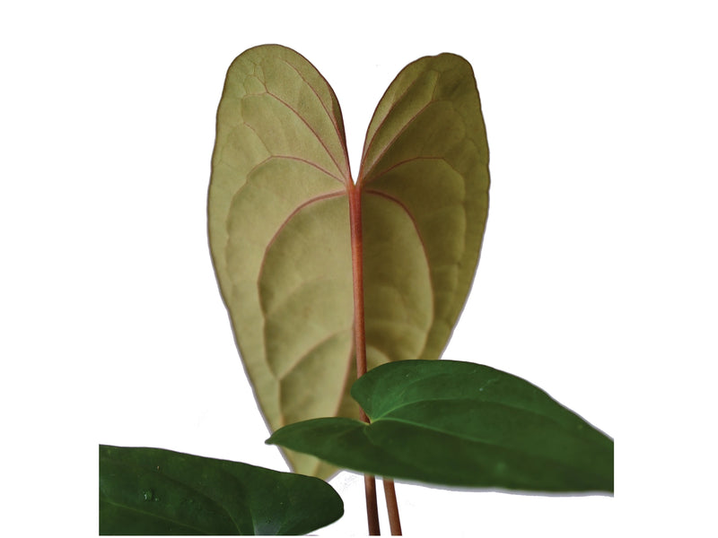 Anthurium Happy Bunny x Anthurium papillilaminum