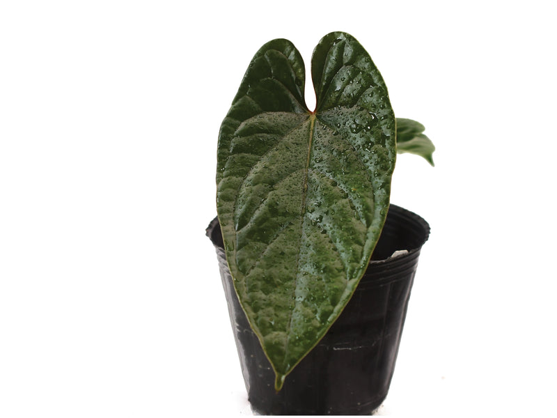 Anthurium Luxury Jungle (seedling)