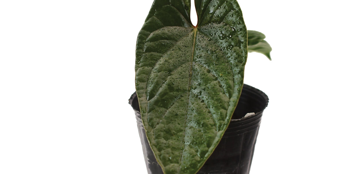 Anthurium Luxury Jungle (seedling) — Ecuagenera Orquídeas del Ecuador