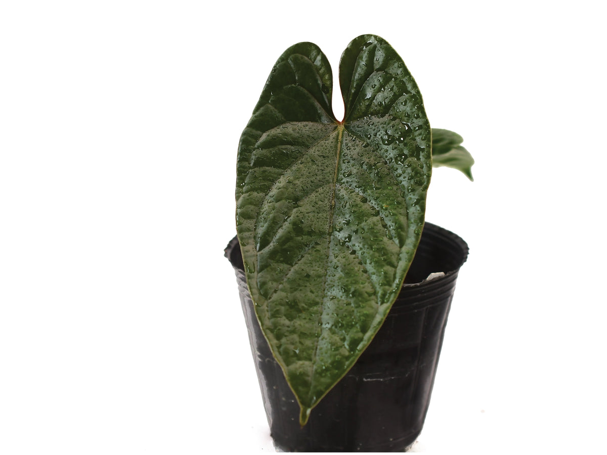 Anthurium Luxury Jungle (seedling) — Ecuagenera Orquídeas del Ecuador Anthurium Luxury Jungle (seedling) — Ecuagenera Orquídeas del Ecuador
