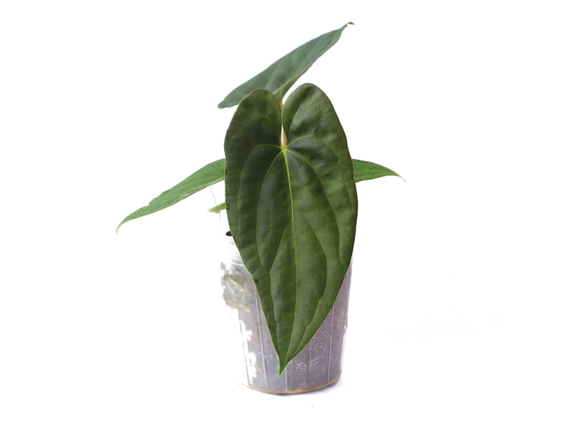 Anthurium Luxury Jungle x Anthurium papillilaminum