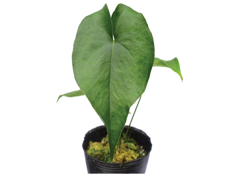 Anthurium macdanielii (seedling)