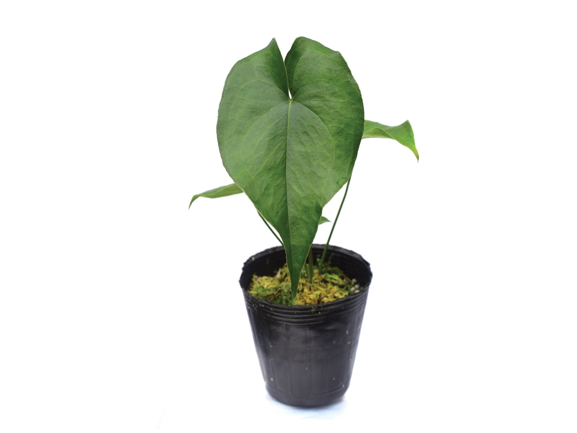 anthurium macdougalii Anthurium macdanielii (seedling)