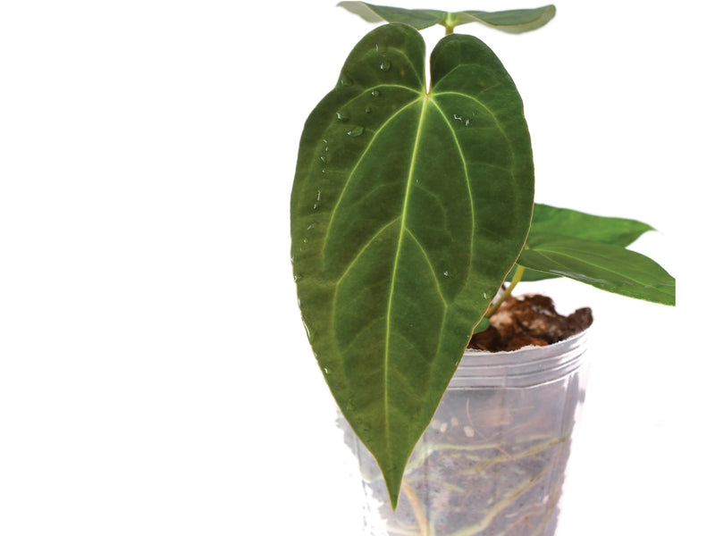 Anthurium Magnificent Girl 'Fantasy' x Anthurium papillilaminum