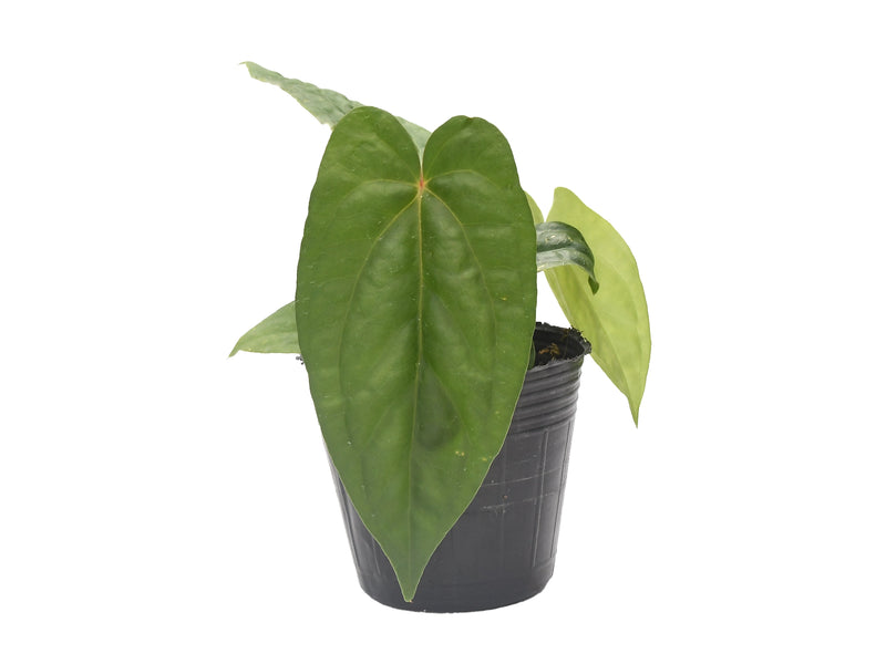 Anthurium nigrolaminum gigante x Anthurium dressleri (seedling)