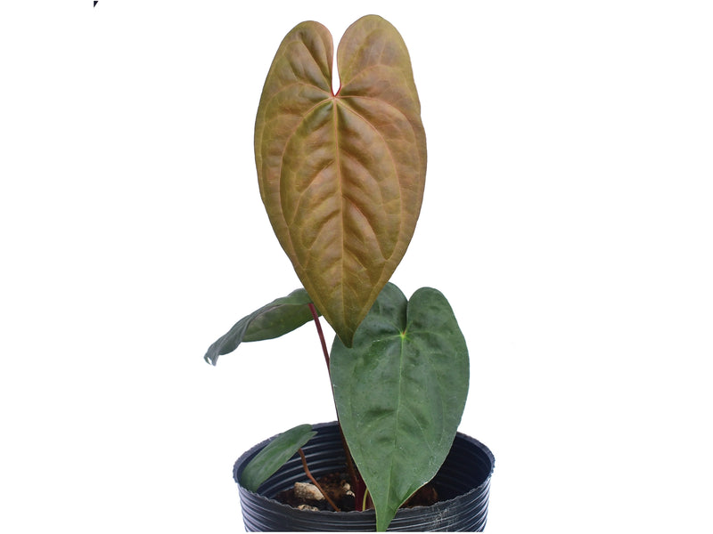 Anthurium nigrolaminum x Anthurium dressleri — Ecuagenera Anthurium nigrolaminum x Anthurium dressleri — Ecuagenera