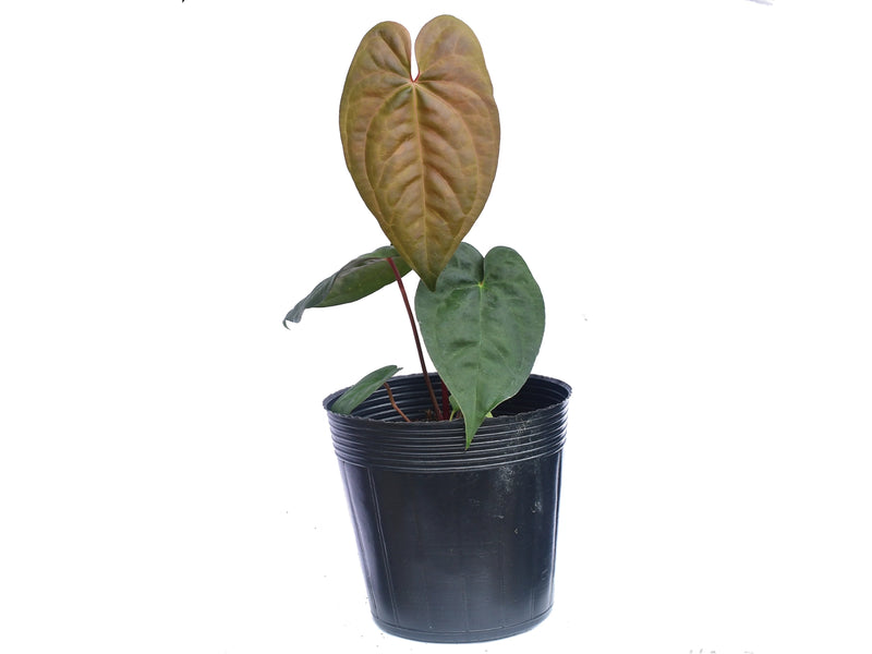 anthurium dressleri Anthurium nigrolaminum x Anthurium dressleri — Ecuagenera Orquídeas del Ecuador