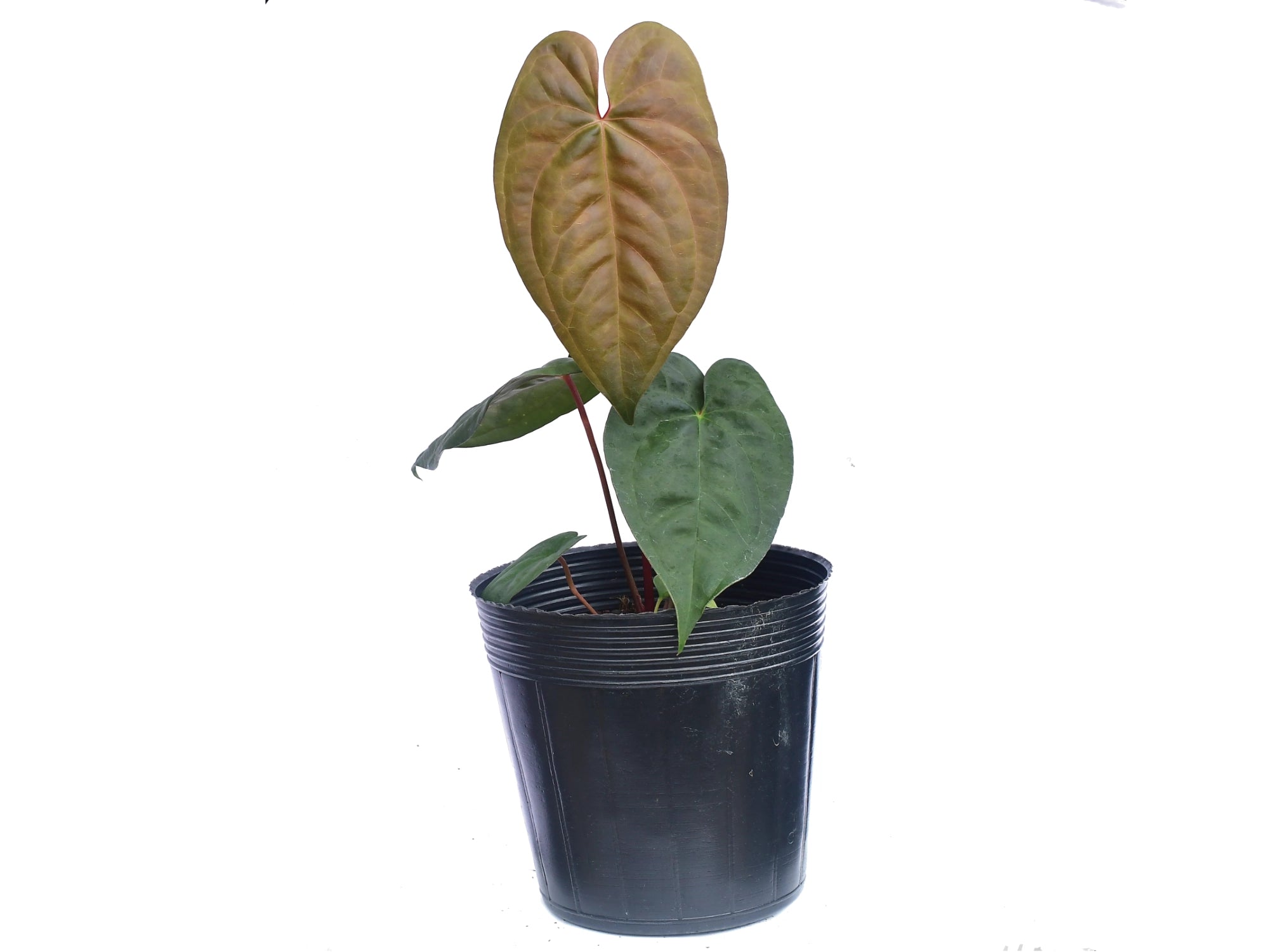Anthurium nigrolaminum x Anthurium dressleri