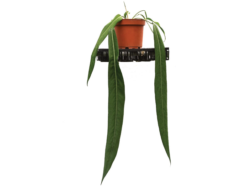 Anthurium pallidiflorum 'Big'