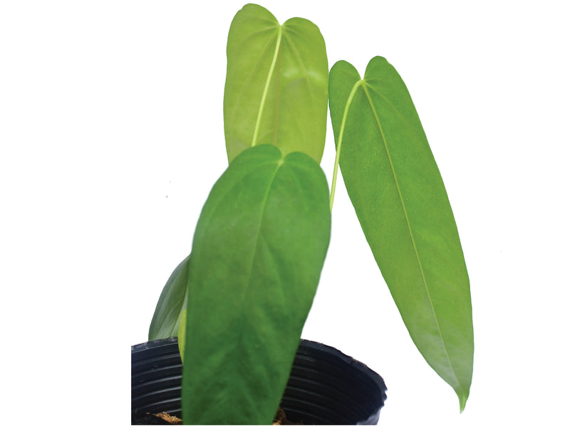 Anthurium pandurilaminum x Anthurium papillilaminum