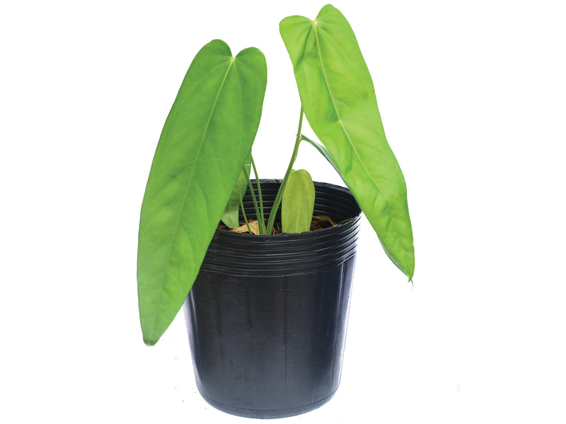 Anthurium pandurilaminum x Anthurium papillilaminum