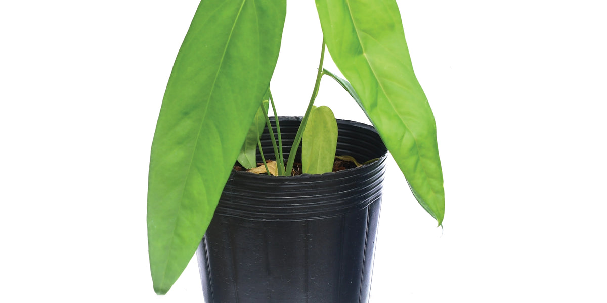 anthurium pandurilaminum Anthurium pandurilaminum x Anthurium papillilaminum — Ecuagenera Orquídeas del Ecuador