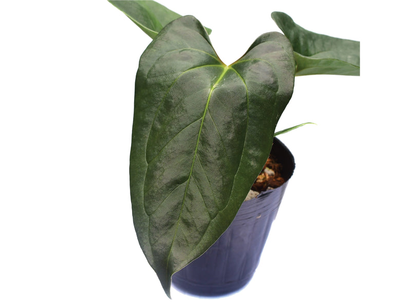 Anthurium papillilaminum x Anthurium pedatum