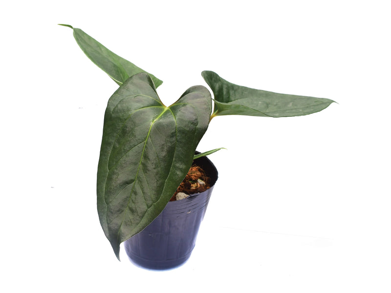 Anthurium papillilaminum x Anthurium pedatum