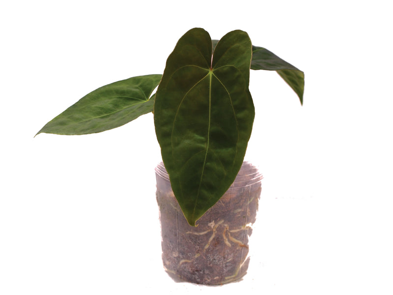 anthurium dressleri plant Anthurium papillilaminum x Anthurium dressleri