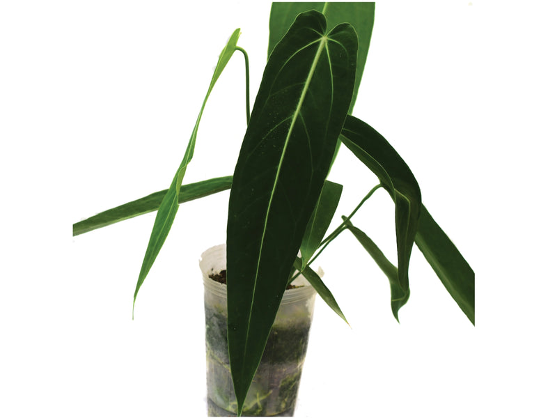 Anthurium Princess of Hearts 'Inverse crossing'