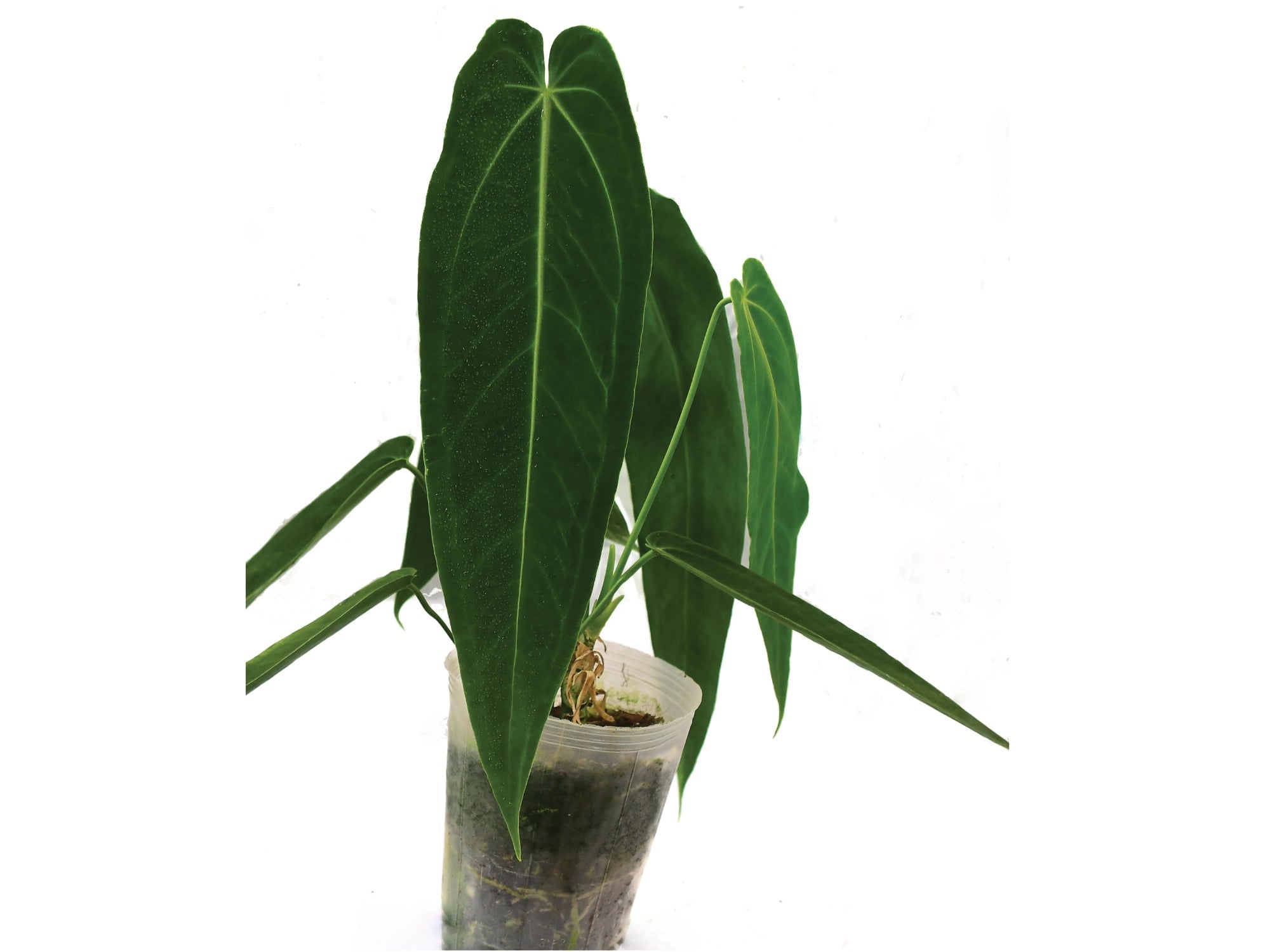 Anthurium Princess of Hearts 'Inverse crossing' — Ecuagenera