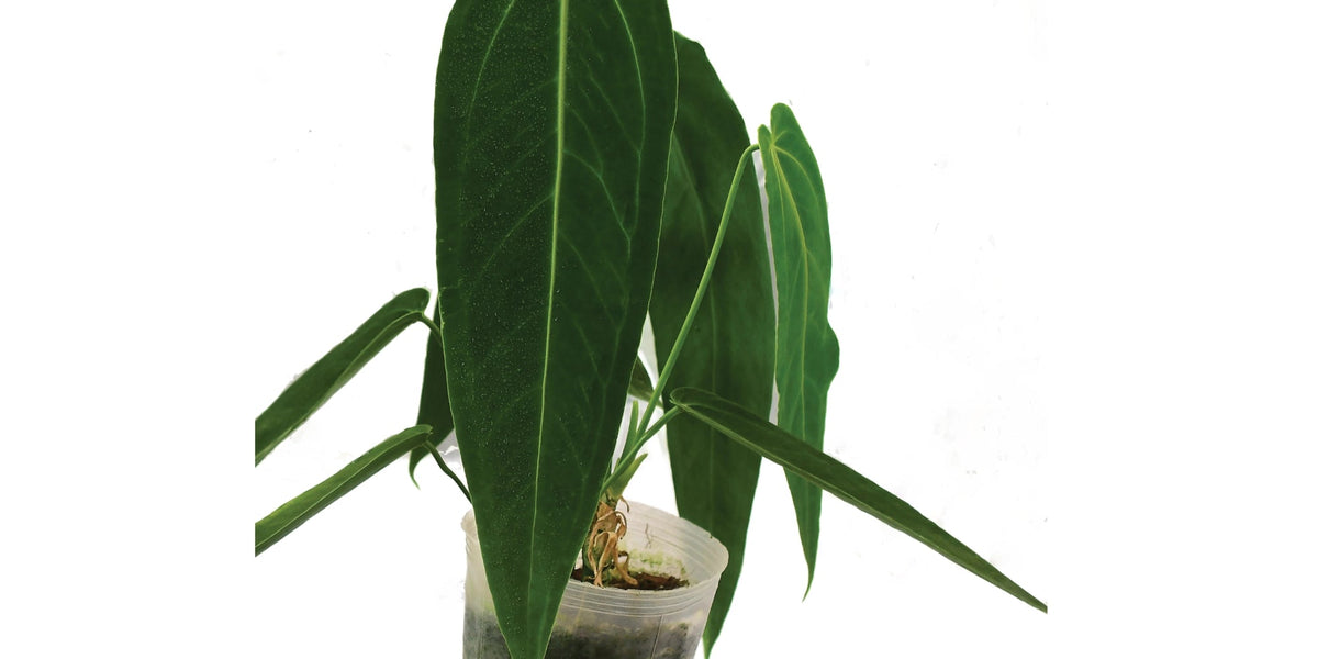 anthurium purple princess Anthurium Princess of Hearts 'Inverse crossing' — Ecuagenera Orquídeas del Ecuador
