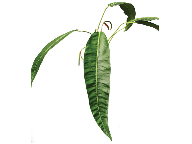 Anthurium punctatum