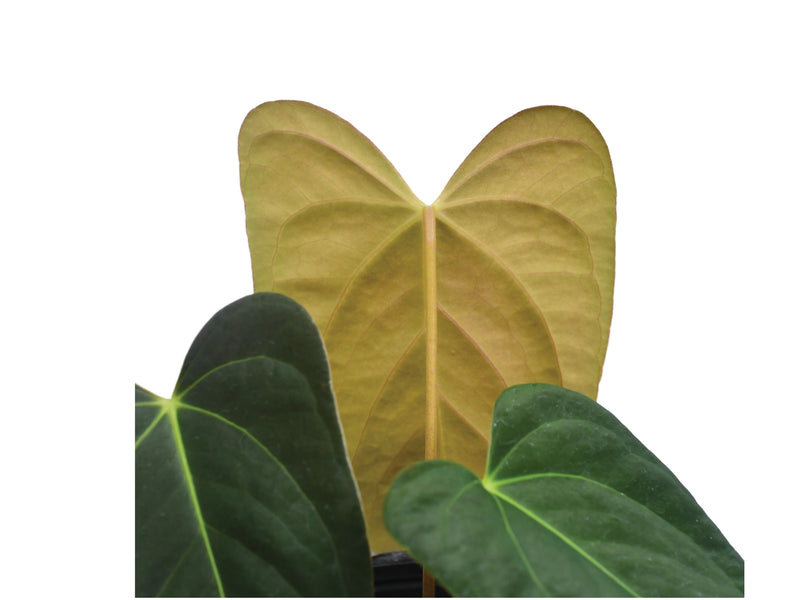 Anthurium Elisium