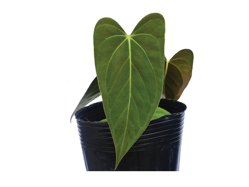 anthurium raven soul Anthurium Elisium