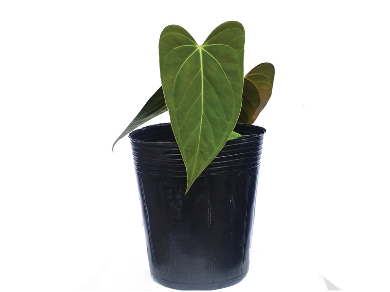 Anthurium Elisium