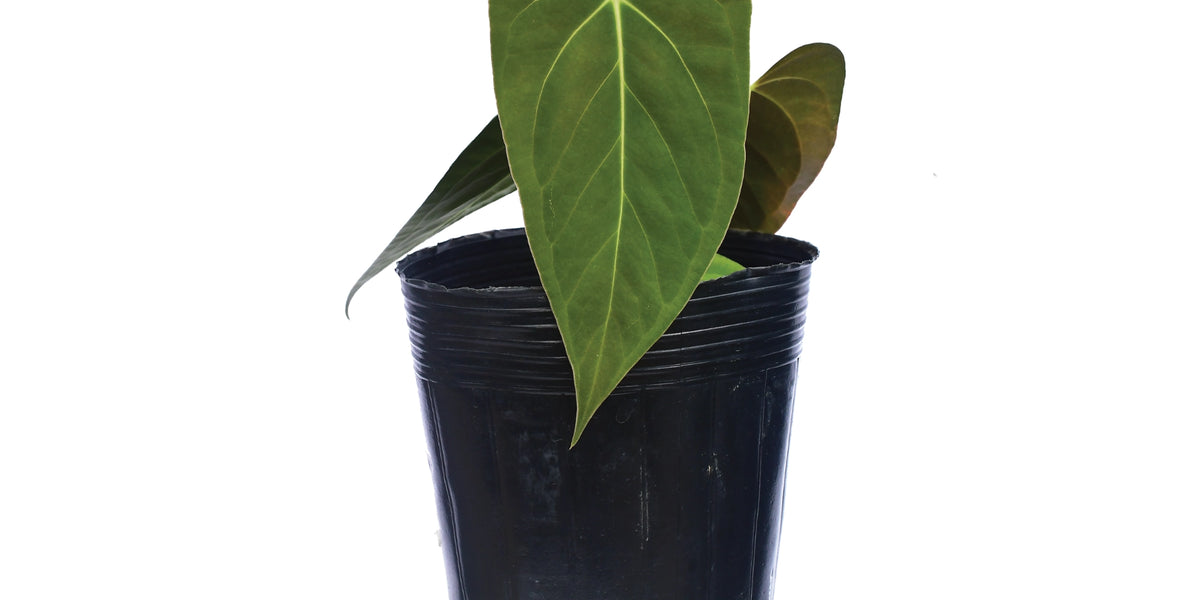 raven soul anthurium Anthurium Elisium — Ecuagenera Orquídeas del Ecuador