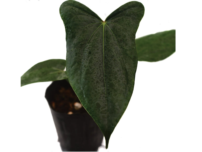 Anthurium regale light x Anthurium nigrolaminum 'Gigi'