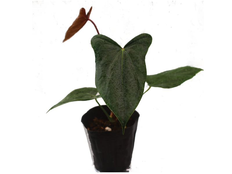 Anthurium regale light x Anthurium nigrolaminum 'Gigi'