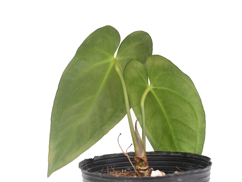 Anthurium King of the Jungle