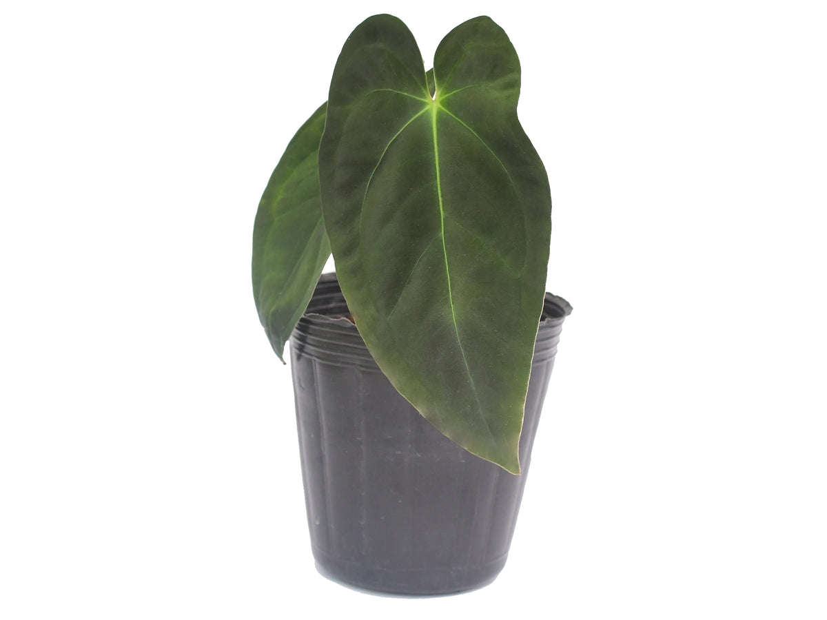 Anthurium King of the Jungle  Ecuagenera Orqudeas del Ecuador