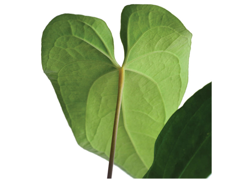Anthurium rotundistigmatum 'Condor'