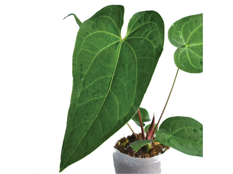 Anthurium rotundistigmatum 'Condor'