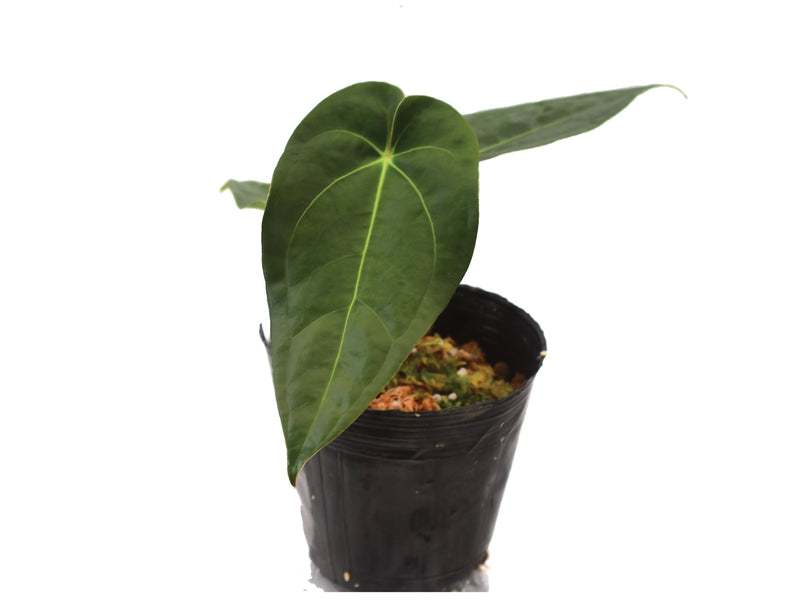 Anthurium Silver Blush x Anthurium papillilaminum 'Inverse crossing'