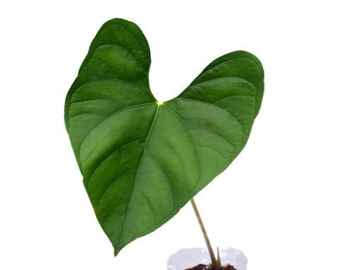 anthurium sp silver peru Anthurium Silver — Ecuagenera Orquídeas del Ecuador