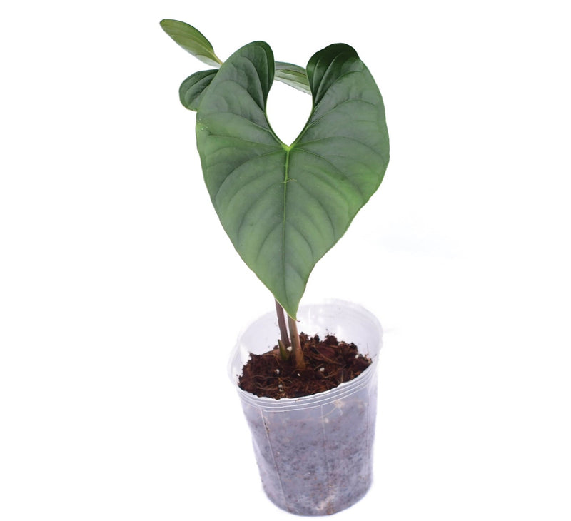 Anthurium sp Silver