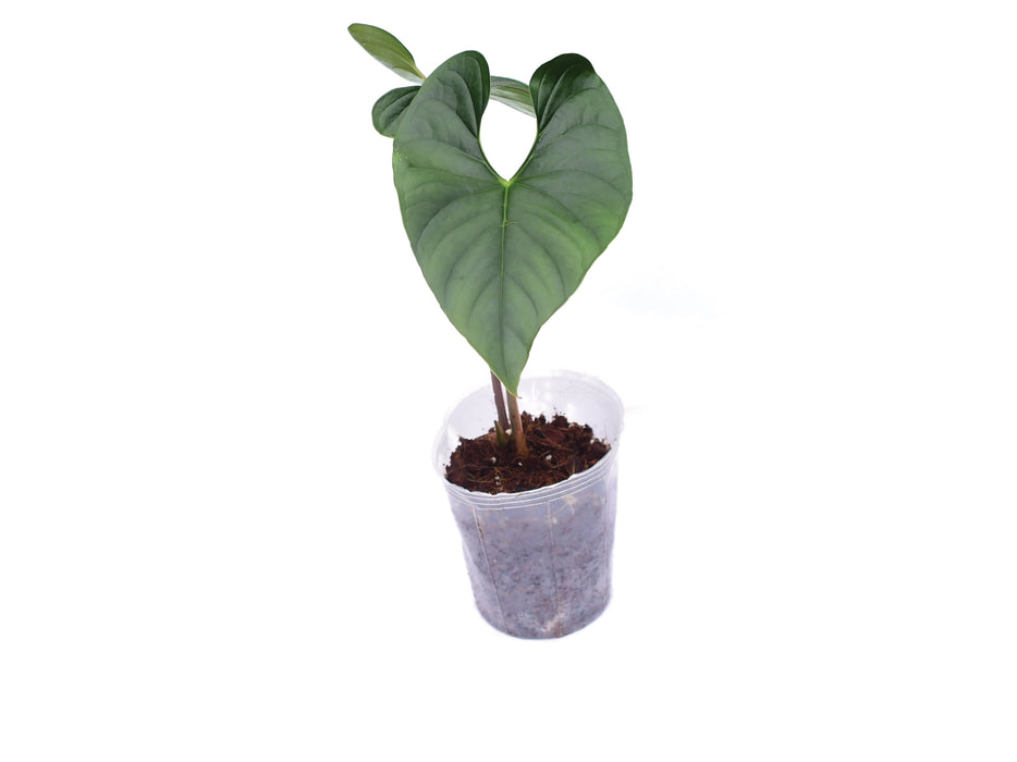 Anthurium sp Silver