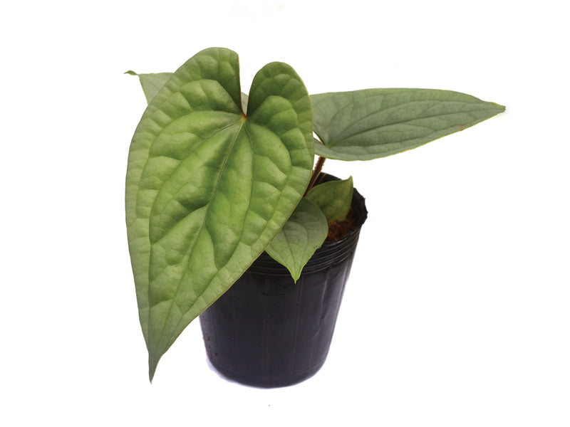 Anthurium sp 'Silver' x Anthurium luxurians — Ecuagenera Orquídeas