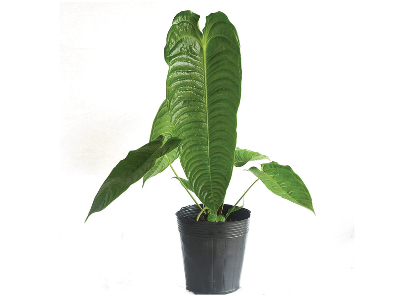 anthurium big Anthurium veitchii 'Big' – Large Velvet King Anthurium