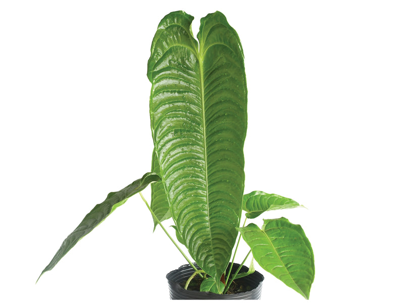 Anthurium veitchii 'Big'