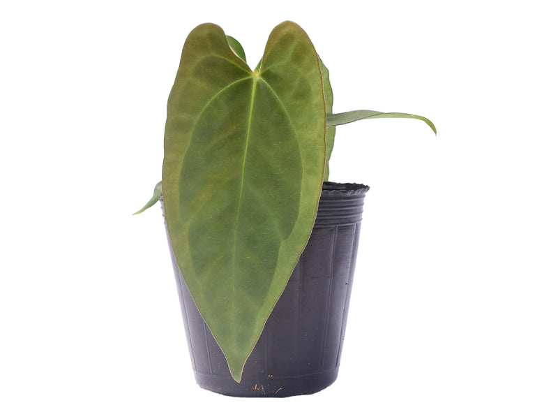 Anthurium Wonderland