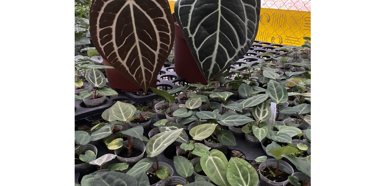 anthurium karma black Anthurium carlablackiae — Ecuagenera Orquídeas del Ecuador