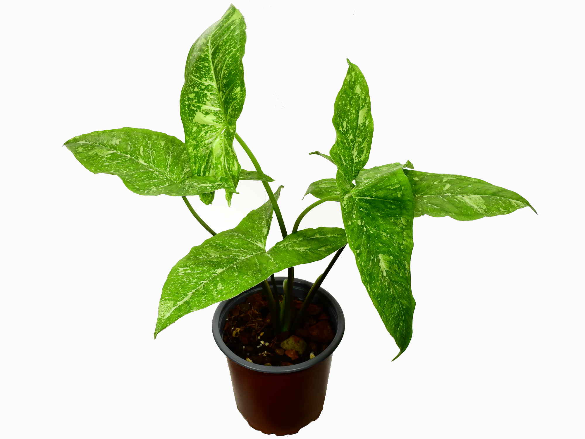 Syngonium Panda